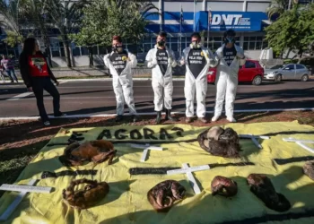 Animais mortos são estendidos em frente ao Dnit cobrando ação esperada há 1 ano