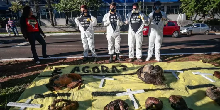 Animais mortos são estendidos em frente ao Dnit cobrando ação esperada há 1 ano