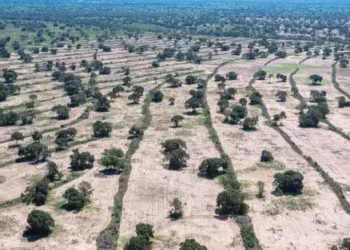Ministério Público quer que Imasul suspenda licenciamentos no Pantanal