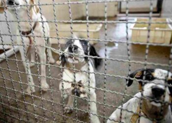 Bonito fará varredura de animais soltos e eutanásia em positivados para leishmaniose