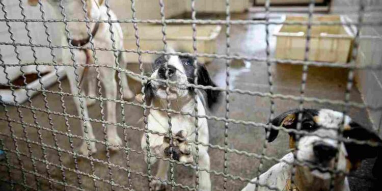 Bonito fará varredura de animais soltos e eutanásia em positivados para leishmaniose
