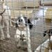 Bonito fará varredura de animais soltos e eutanásia em positivados para leishmaniose