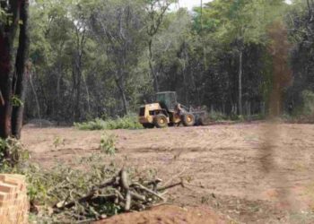 Após denúncia de desmatamento, acordo libera derrubada de mais 19 hectares no Parque dos Poderes