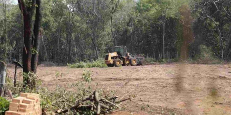 Após denúncia de desmatamento, acordo libera derrubada de mais 19 hectares no Parque dos Poderes