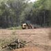Após denúncia de desmatamento, acordo libera derrubada de mais 19 hectares no Parque dos Poderes