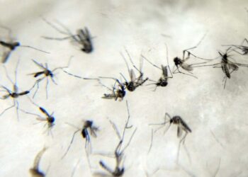 MS registra seis casos de Chikungunya na última semana e recorde de notificações em 2023