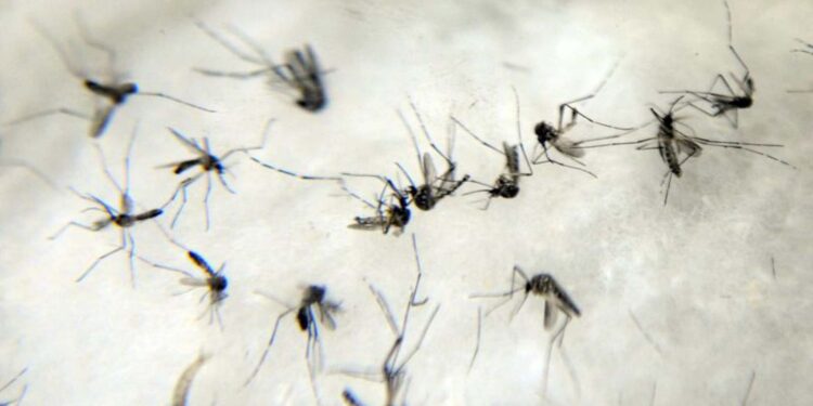 MS registra seis casos de Chikungunya na última semana e recorde de notificações em 2023