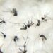 MS registra seis casos de Chikungunya na última semana e recorde de notificações em 2023