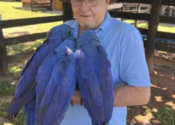 Após vídeo de idoso abraçando araras viralizar, Ibama multa empresário por usar aves como atrativo turístico em Bonito