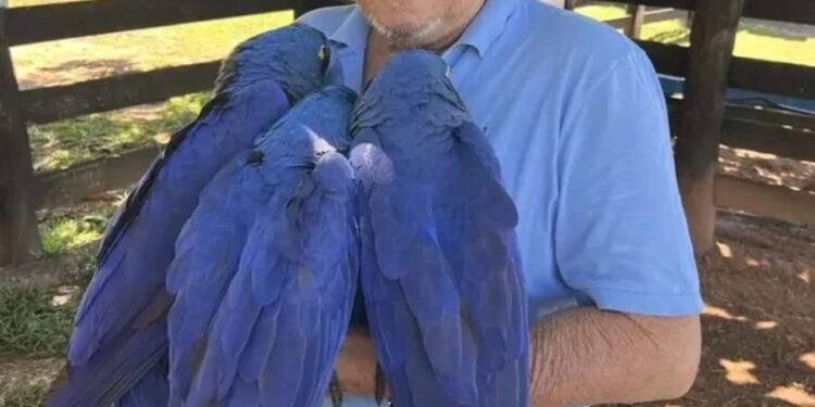Após vídeo de idoso abraçando araras viralizar, Ibama multa empresário por usar aves como atrativo turístico em Bonito
