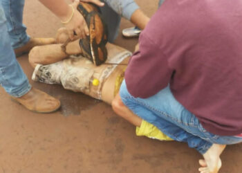 Populares aplicam surra e amarram ladrão de botijão em Dourados