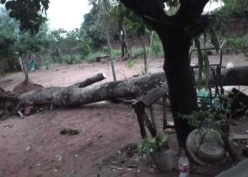 Após temporal que derrubou árvores e destelhou casas, bairros continuam sem luz em Aquidauana