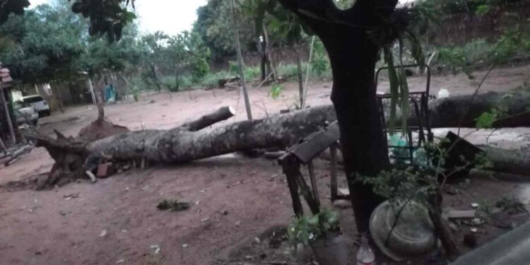 Após temporal que derrubou árvores e destelhou casas, bairros continuam sem luz em Aquidauana
