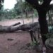 Após temporal que derrubou árvores e destelhou casas, bairros continuam sem luz em Aquidauana