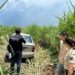 Mulher é encontrada morta dentro do carro em canavial em Nova Andradina