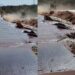 Barragem estoura, leva casas e deixa moradores desesperados entre Campo Grande e Jaraguari