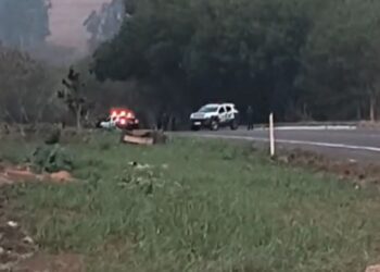 Ossada é encontrada em área de vegetação nas margens da rodovia BR-262, em Campo Grande