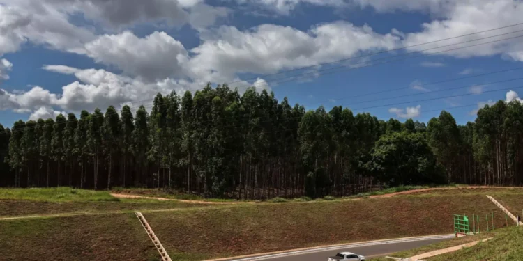 Maior exportador de celulose do Brasil, MS planeja expandir em 87% sua área de eucalipto nos próximos anos