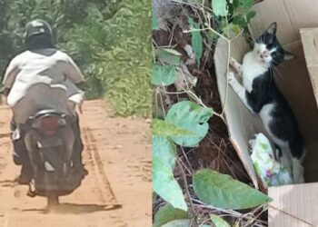 Homem é flagrado abandonando gato machucado em Aquidauana
