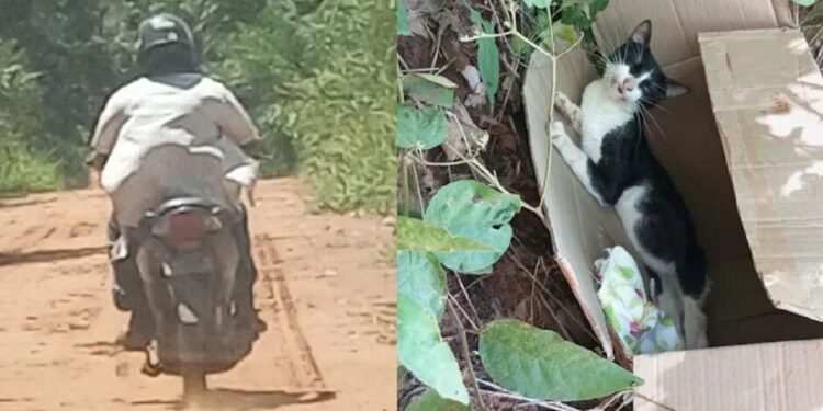 Homem é flagrado abandonando gato machucado em Aquidauana