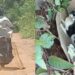 Homem é flagrado abandonando gato machucado em Aquidauana