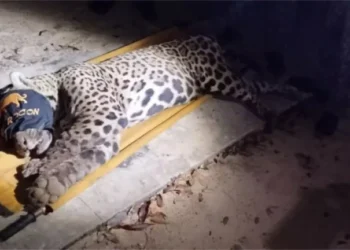 Onça que matou e arrastou caseiro é capturada; veja video e imagens