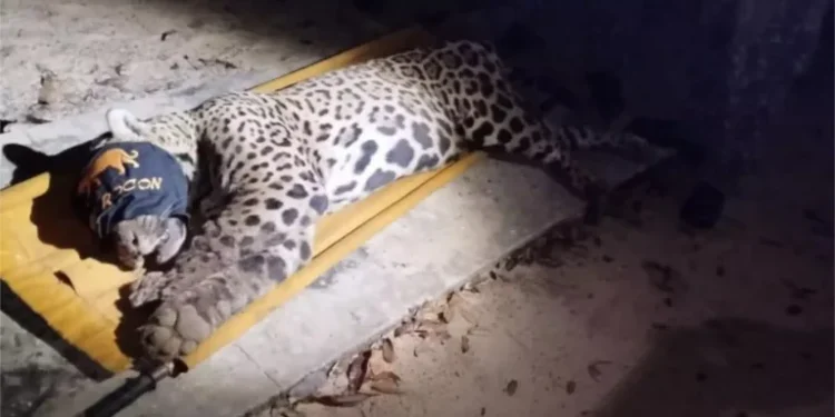 Onça que matou e arrastou caseiro é capturada; veja video e imagens