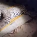 Onça que matou e arrastou caseiro é capturada; veja video e imagens