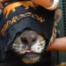 Ossos e cabelo são encontrados nas fezes de onça suspeita de matar caseiro no Pantanal