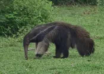 Tamanduás ‘gripados’ no Pantanal acendem alerta