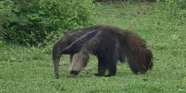 Tamanduás ‘gripados’ no Pantanal acendem alerta