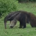 Tamanduás ‘gripados’ no Pantanal acendem alerta