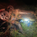 Motorista morre em batida frontal com carreta na MS-276, em Anaurilândia