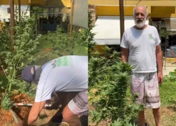 Ex-ator da Globo é denunciado por plantação de maconha em casa: ‘Tem mesmo, entrem’