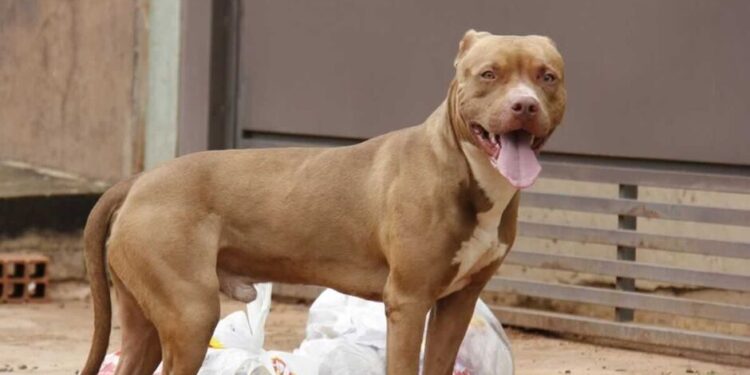 Com pedaço de carne, vizinha ‘homicida’ de animais tenta envenenar pitbull em Jardim