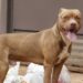 Com pedaço de carne, vizinha ‘homicida’ de animais tenta envenenar pitbull em Jardim