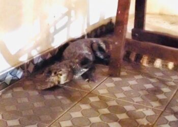 Visitinha? Morador chega em casa e encontra jacaré na garagem, em Aquidauana