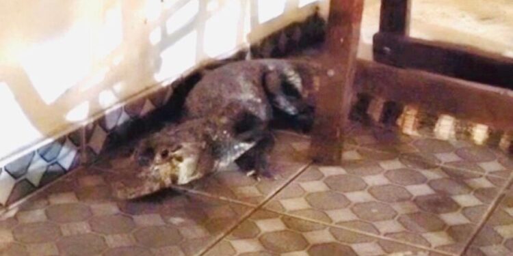 Visitinha? Morador chega em casa e encontra jacaré na garagem, em Aquidauana