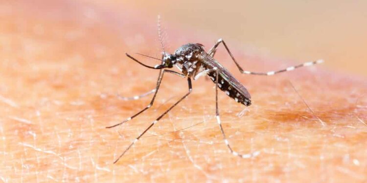 MS confirma 4ª morte por chikungunya em 2026, diz Ministério da Saúde