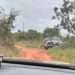 Homem embebeda adolescente para estuprá-la em ponte de Ribas do Rio Pardo