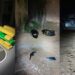 Criminoso troca tiros com Choque e morre em Coxim